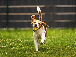 beagle running during training