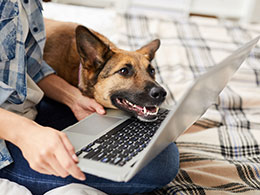 dog in front of laptop
