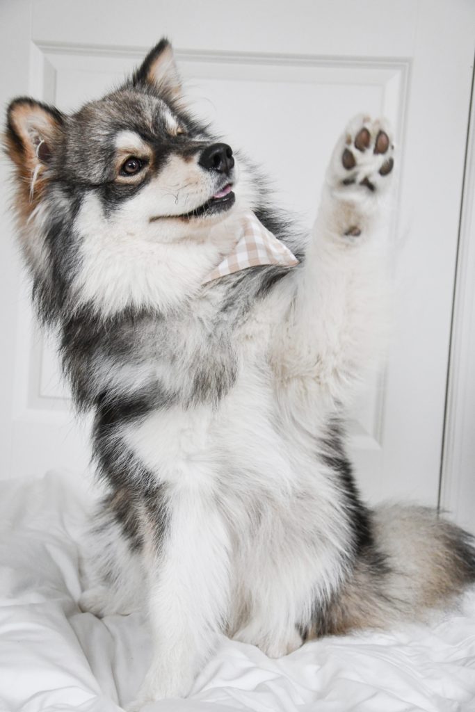 5 Fun Dog Tricks to Help Bond with Your Dog!